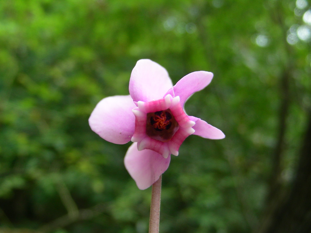 Cyclamen hederifolium / Ciclamino napoletano